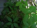 Parthenocissus quinquefolia